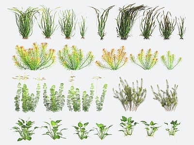 水生植物 水草 水生植物