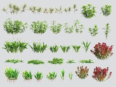 水生植物 水草 水生植物