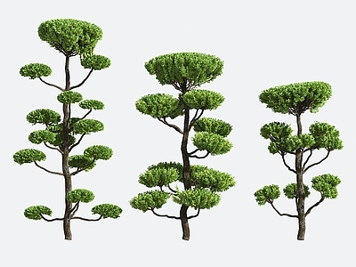 景观树 灌木 造型树