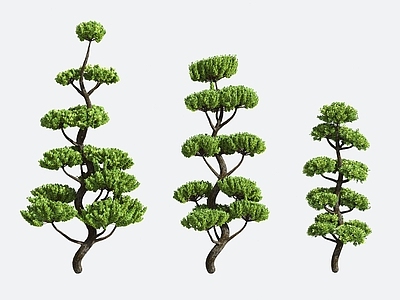 景观树 灌木 造型树