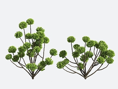 景观树 灌木 造型树