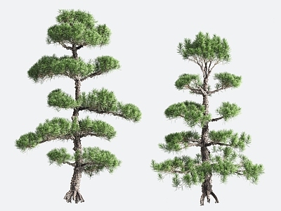 景观树 观赏植物 造型树