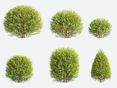 灌木 观赏植物 造型树
