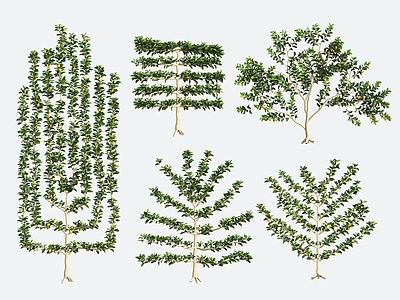 景观树 观赏植物 造型树