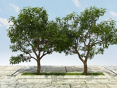 现代佛龛 果树植物