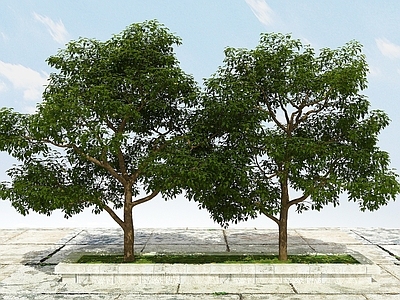现代佛龛 果树植物