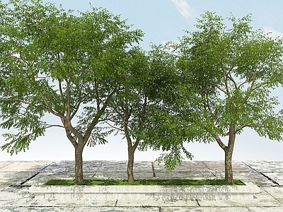 现代办公桌 枣树植物