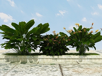 现代佛龛 景观开花植物