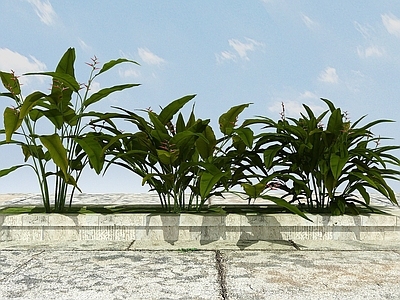 现代办公桌 景观开花植物