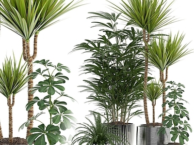 现代佛龛 现代植物盆栽