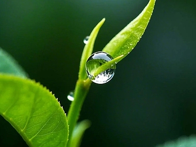 现代其他纸书本 春茶茶叶芽儿