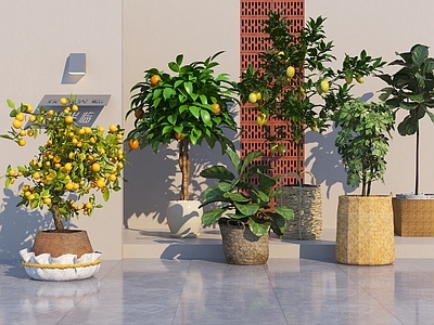 盆栽 现代植物盆栽盆景 果树柠檬树