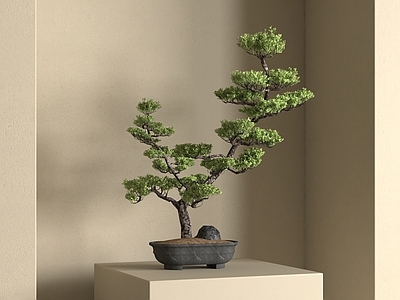 盆栽 其他绿植 新中式松树盆景