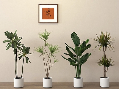 盆栽 盆栽盆景 植物盆栽