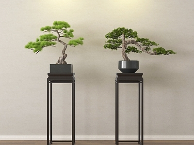 盆栽 盆栽盆景 植物盆栽