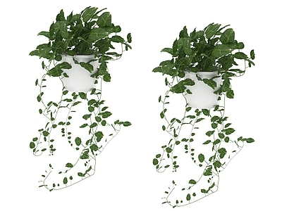 盆栽 盆栽植物
