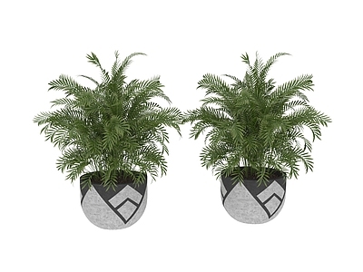 盆栽 植物 盆栽