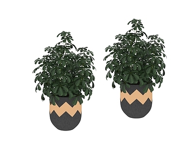 盆栽 盆栽植物树