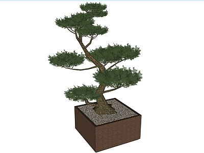 植物组合 树池植物组合 盆栽组合