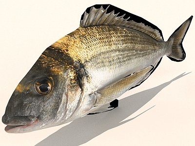 水生类动物 鱼 海鲜