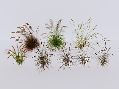 植物组合 禾本科 绿植组合 植物 狗尾草 茅草
