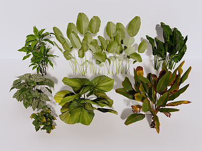 植物组合 植物 绿植 植物组合 绿植组合
