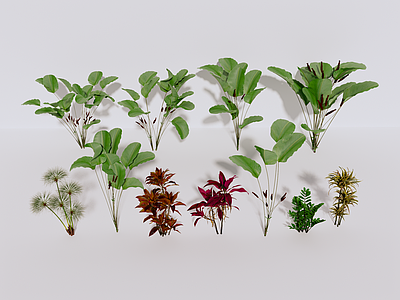 植物组合 植物 绿植 植物组合 绿植组合