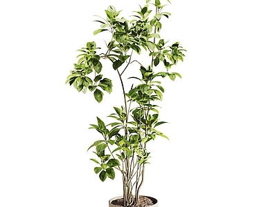 盆栽 盆景 盆栽 植物 绿植 室内盆栽