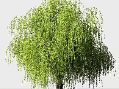 其他树木