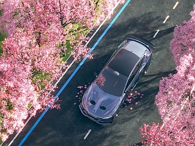景观树 樱花树 樱花 武汉樱花 小米汽车 街景