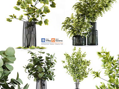 盆栽 桌面绿植小盆栽