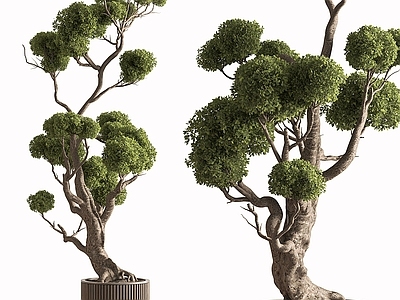 盆栽 迎客松 松树 罗汉松