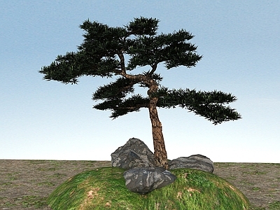 现代办公桌 景观植物黑松