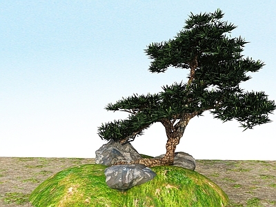 现代办公桌 景观植物黑松