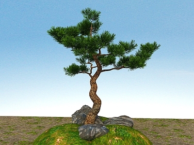 现代办公桌 景观植物黑松