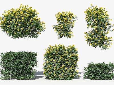 现代佛龛 现代植物灌木灰小冠花