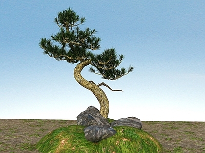 现代办公桌 景观植物黑松