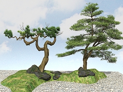 现代办公桌 景观植物黑松