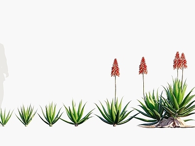 现代佛龛 现代多肉植物