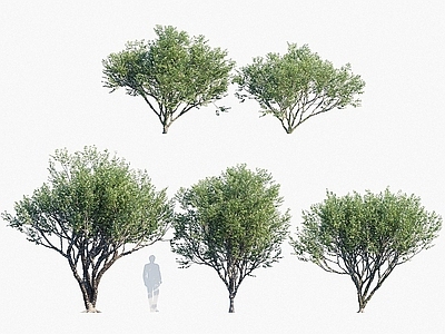 现代办公桌 现代植物树木嘉宝果树葡萄