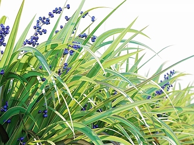 现代佛龛 现代花草花叶芋兰草