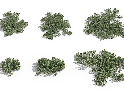 现代佛龛 现代植物花草熊果
