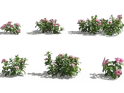 现代佛龛 现代植物花草长春花