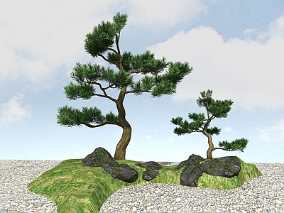 现代办公桌 景观植物黑松