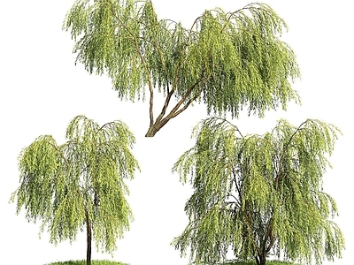 现代办公桌 现代柳树垂柳