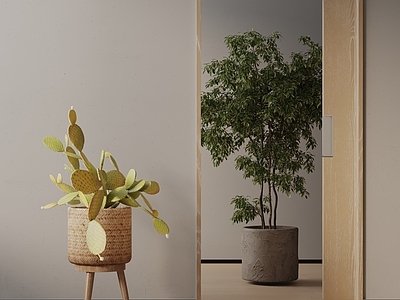 盆栽 现代盆栽