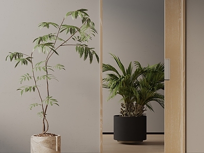 盆栽 现代盆栽