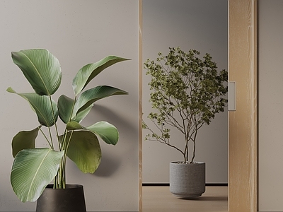 盆栽 现代盆栽