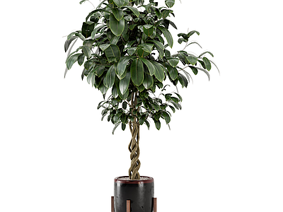 盆栽 植物盆栽 绿植盆栽