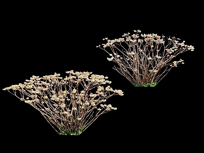 花草 结香 灌木 花镜 结香花 植物组合
